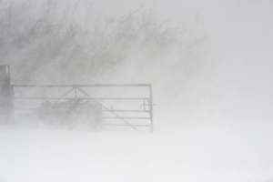 Blizzard Prints: Snow drifting in farm gateway during snowstorm, Cumbria, England, March