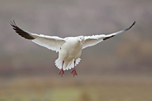 Winters Prints: Snow Goose (Chen caerulescens) adult