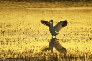 Spreading Prints: Snow Goose (Chen caerulescens) adult