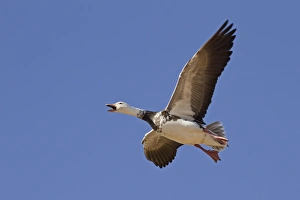 Winters Prints: Snow Goose (Chen caerulescens) blue phase