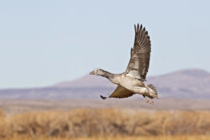 Winters Prints: Snow Goose (Chen caerulescens) blue phase