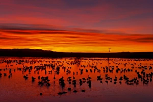 Animals USA Prints: Snow Goose (Chen caerulescens) flock, roosting on lake habitat, silhouetted at sunrise