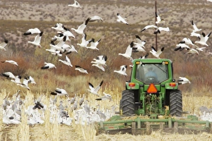 Maize Prints: Snow Goose (Chen caerulescens) flock