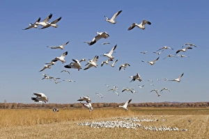Snow Goose (Chen caerulescens) flock, in flight, taking off from cornfield, Bosque del Apache National Wildlife Refuge, New Mexico, U. S. A. november