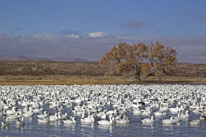 Winters Prints: Snow Goose (Chen caerulescens) flock