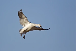 Winters Prints: Snow Goose (Chen caerulescens) juvenile