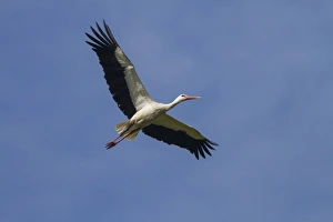Stork Prints: Snow Goose (Chen caerulescens) juvenile