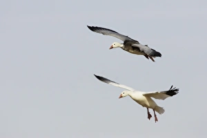 New Mexico Prints: Snow Goose (Chen caerulescens) normal and blue forms