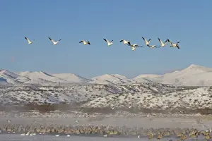 Winters Prints: Snow Goose (Chen caerulescens) and Sandhill Crane (Grus canadensis) mixed flock