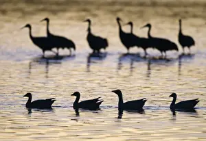 Snow Goose (Chen caerulescens) and Sandhill Crane (Grus canadensis) mixed flock, silhouetted on water at sunrise, Bosque del Apache National Wildlife Refuge, New Mexico, U. S. A. january