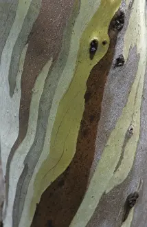 Australia Prints: Snow Gum (Eucalyptus niphophylla) close-up of bark pattern, Tasmania, Australia