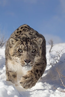 Snow Leopard (Panthera uncia) adult, walking in snow, winter (captive)