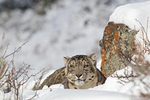 Snow Leopard (Panthera uncia) adult, resting amongst snow covered rocks, winter (captive)
