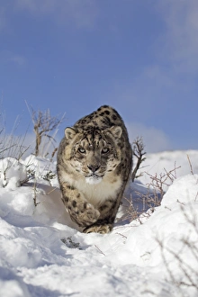 Snow Leopard (Panthera uncia) adult, walking in snow, winter (captive)