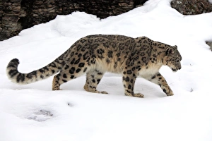 Snow Leopard (Panthera uncia) adult, walking in snow, winter (captive)