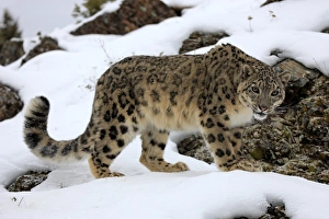 Snow Leopard (Panthera uncia) adult, standing in snow, winter (captive)