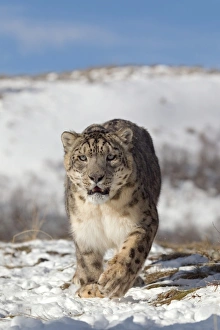 Snow Leopard (Panthera uncia) adult, walking in snow, winter (captive)