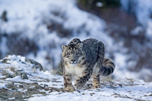 Trending: Snow Leopard (Panthera uncia) adult, walking in snow, winter (captive)