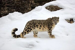 Snow Leopard (Panthera uncia) adult, standing in snow, winter (captive)