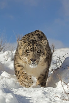 Snow Leopard (Panthera uncia) adult, walking in snow, winter (captive)