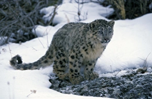Big Cat Prints: Snow Leopard (Panthera uncia) immature, standing on rock in snow, captive