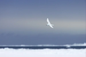 Antarctic Prints: Snow Petrel (Pagodroma nivea) adult