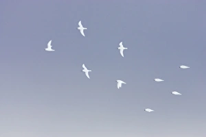 Antarctic Prints: Snow Petrel (Pagodroma nivea) flock, in flight, Antarctic Peninsula, Antarctica