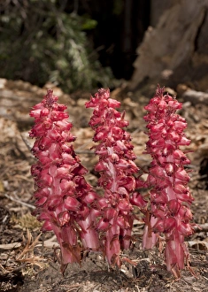 Californian Prints: Snow Plant (Sarcodes sanguinea) flowering