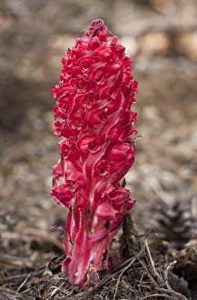 Snow Plant (Sarcodes sanguinea) flowering, parasitic on fungi in conifer forest, Sierra Nevada, California, U. S. A. july