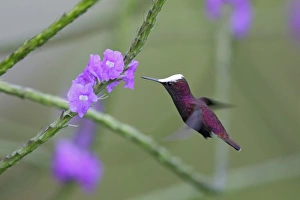 Costa Rican Prints: Snowcap (Microchera albocoronata) adult male