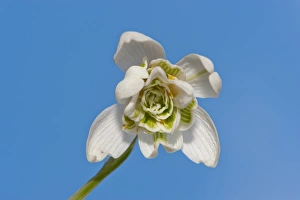 Amaryllidaceae Prints: Snowdrop (Galanthus nivalis) close-up of flower, Chipping, Lancashire, England, february