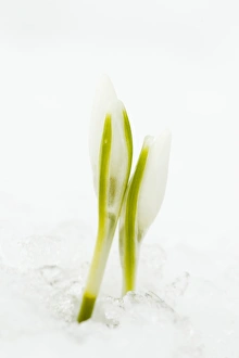 Wintery Prints: Snowdrop (Galanthus nivalis) flowerbuds, emerging through snow, Essex, England, february