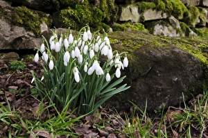 Snowdrop (Galanthus nivalis) flowering, growing beside moss covered drystone wall, Hardraw, Wensleydale