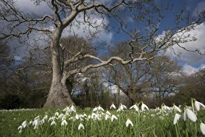 Snowdrop (Galanthus nivalis) flowering, mass growing in woodland habitat, Essex, England, february