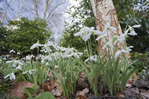 Snowdrop (Galanthus nivalis) flowering, mass growing in woodland, Essex, England, february