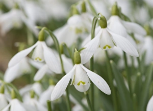 Amaryllidaceae Prints: Snowdrop (Galanthus nivalis) flowering, England, march