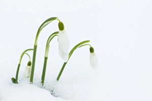 Snowdrop (Galanthus nivalis) flowering, emerging through snow, Essex, England, february