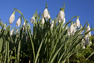 Amaryllidaceae Prints: Snowdrop (Galanthus nivalis) flowering mass, West Sussex, England, february