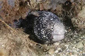Colour Prints: Snowflake Moray (Echidna nebulosa) unusual colour variant
