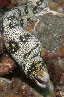 Morays Prints: Snowflake Moray Eel (Echidna nebulosa) adult