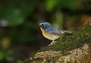 Old World Prints: Snowy-browed Flycatcher (Ficedula hyperythra sumatrana) adult male