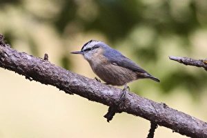 Nuthatches Prints: Snowy-browed Nuthatch (Sitta villosa) adult