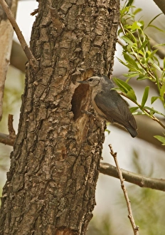 Snowy-browed Nuthatch (Sitta villosa) adult, at nesthole entrance in tree trunk, Old Peak, Hebei, China, may