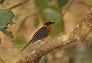 Flycatcher Prints: Snowy-crowned Robin-chat (Cossypha niveicapilla) adult female