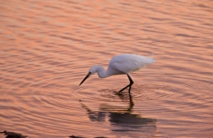 Snowy Egret (Egretta thula) adult, feeding in lagoon at sunset, California, U. S. A. november