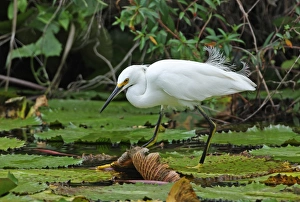 Egrets Prints: Snowy Egret (Egretta thula brewsteri) adult