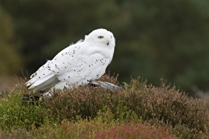 Owls Prints: Snowy Owl (Nyctea scandiaca) adult male, standing on stump in heather (captive)