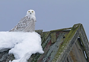 Roofs Prints: Snowy Owl (Nyctea scandiaca) immature male