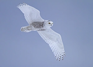 Snowy Owl (Nyctea scandiaca) immature male, first winter plumage, in flight, Finland, march