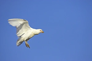 Antarctic Prints: Snowy Sheathbill (Chionis alba) adult